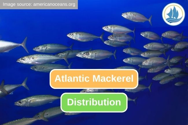 Exploring the Distribution of Atlantic Mackerel